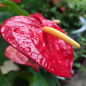 幽兰修竹