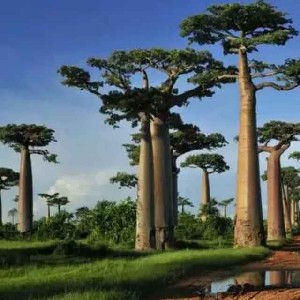 🇨🇳喬木君🇨🇳